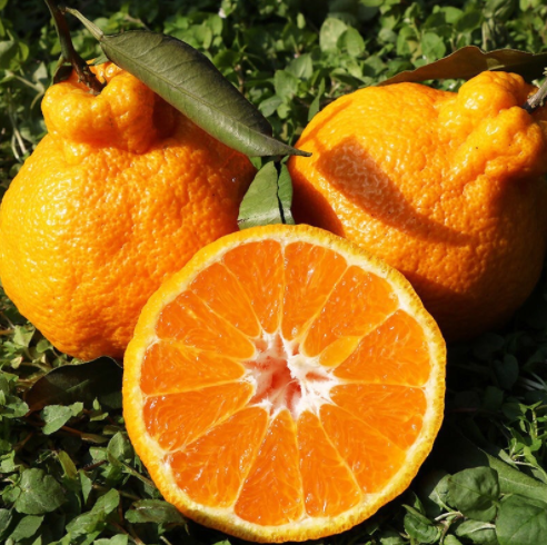 不知火丑柑 丑橘 四川橘子柑橘新鲜水果一件10斤