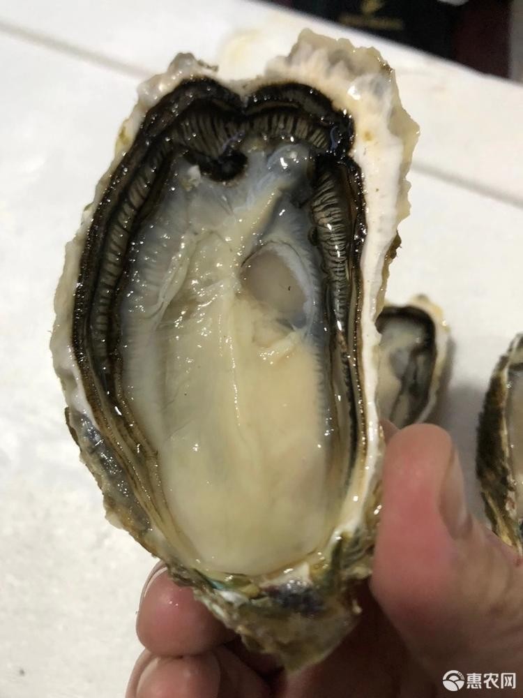 广东生蚝鲜活汫洲蚝肉烧烤蚝特大牡蛎海鲜水产高压锅蚝头汫洲