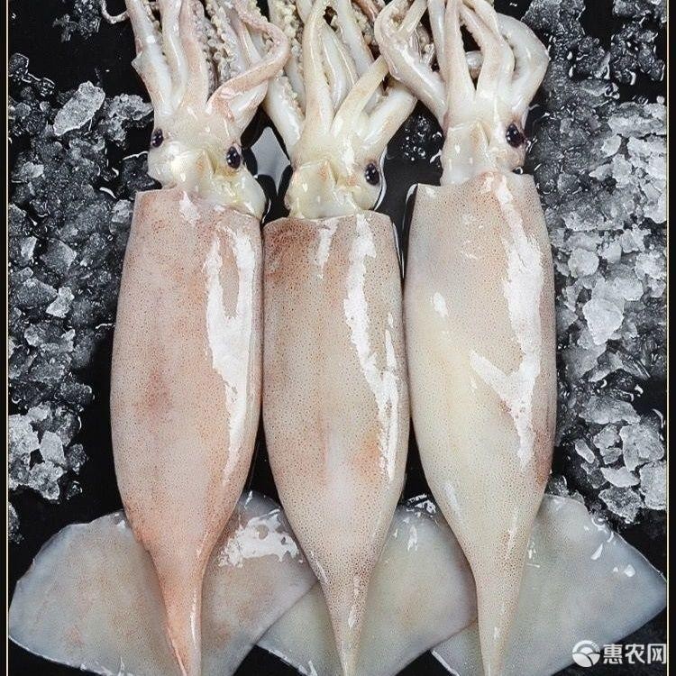 鲜活深海大鱿鱼海捕冷冻水产鱿鱼新鲜整条鱿鱼