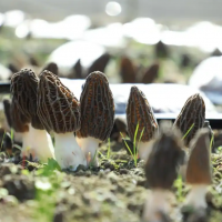 羊肚菌 场地直销