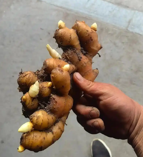 368姜种批发。产地直发。提供种植技术。跟踪管理。包回收