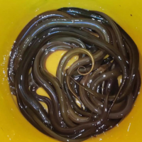 黄鳝汈汊湖大黄鳝鳝鱼鲜美长鳝鱼滋补鳝丝生态淡水鱼氧包发货包活