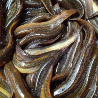 泥鳅大量现货当天下单发货鲜活泥鳅全国包邮