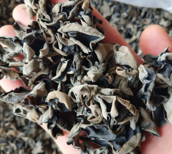 新货 东北黑木耳500g 现货 批发 木耳 云儿 散装 食用